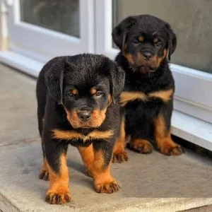 Sfsh rottweiler puppies akc