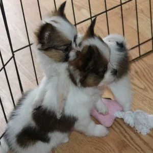 Pksg papillon puppies