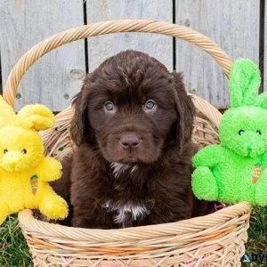 Newfoundland Puppies