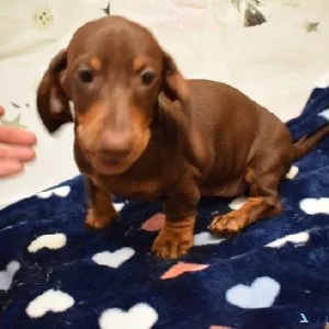 Dachshunds Puppies For Good Homes now