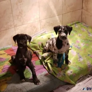 Registered Great Dane Puppies for Adoption