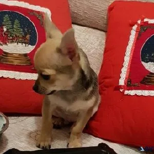 12 week old chihuahua girl puppie had frist shot