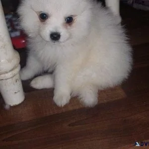 AKC Japanese Spitz Puppies
