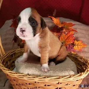 AKC registered Boxer puppies for sale