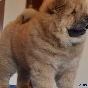 Courteous Chow Chow puppies