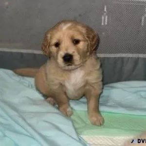 Nice Golden retriever puppies available