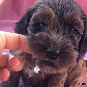 Superb Cockapoo Puppies For Sale
