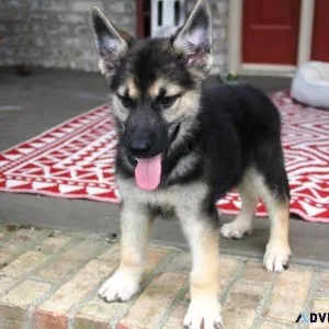 German Shepherd Puppies