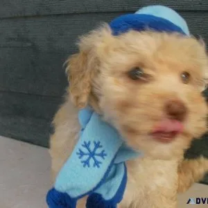 Toy Poodle