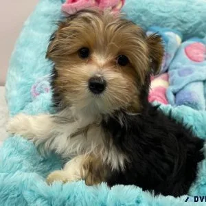 Adorable Yorkshire Terrier Puppy