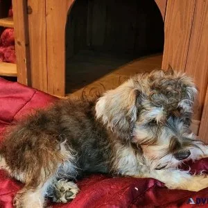 Min.Schnauzer Puppy