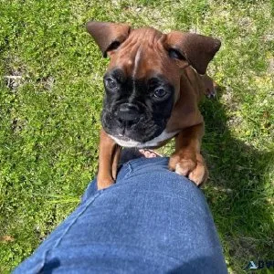 boxer puppy for adoption