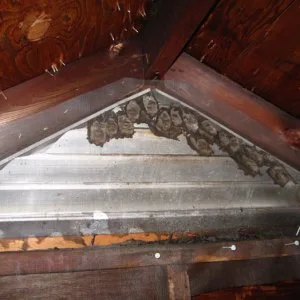 Expert bat removal services in houston