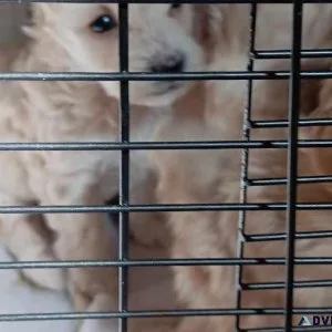 Loving Puppies Want Good Home
