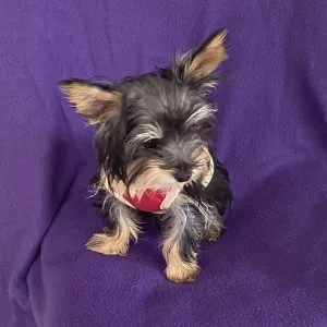 Teacup yorkie