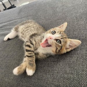 Meet maine coon kittens free for adoption