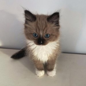 Fully vetted ragdoll kitten free for adoption