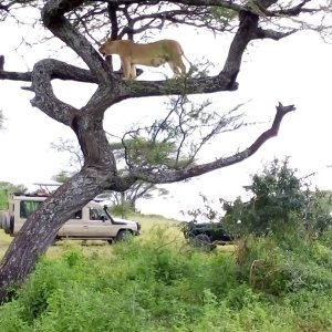 Tanzania safari booking deal 6 days eco lodge