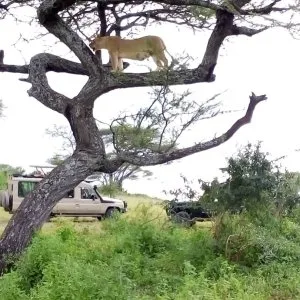 Tanzania safari booking deal 6 days eco lodge