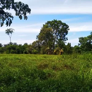 1.32 acres agri land nusa dusun at kuala linggi, malacca