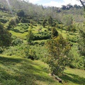 1.48 acres durian farm at kg tat sega, raub, pahang