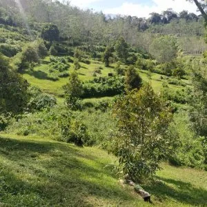 1.48 acres durian farm at kg tat sega, raub, pahang