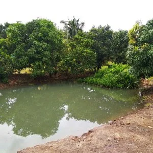 Orchard farm at nusa dusun orchard resort, kuala linggi
