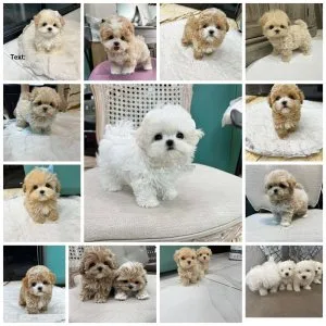 Mini maltipoo puppies