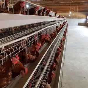 Poultry farming equipment: a comprehensive guide