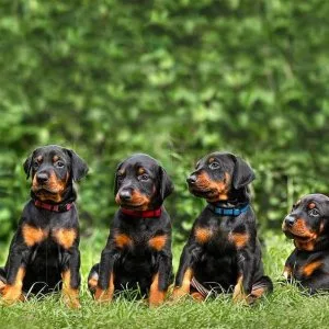 Doberman puppies available for sale