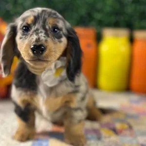 Dapple mini dachshund puppies