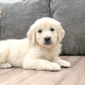 Cute male and female golden retriever puppies