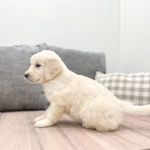 Adorable golden retriever puppies