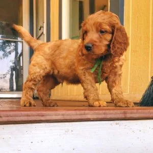 Miniature goldendoodle female puppy