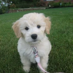 Ready now goldendoodle standard
