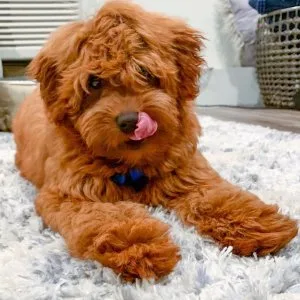 Miniature goldendoodle - health tested