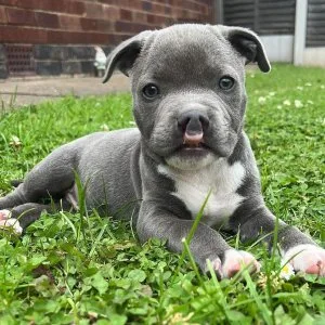 Teacup french bulldogs for sale