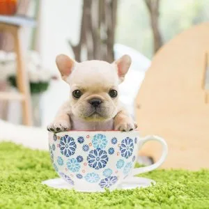 Miniature french bulldog puppies available