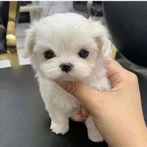 Nice and healthy maltese puppies available