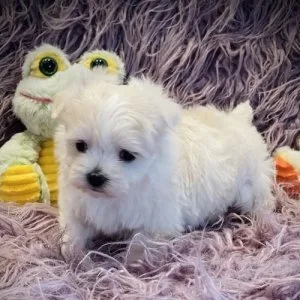 Adorable outstanding maltese puppies