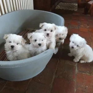 Two top class maltese puppies available