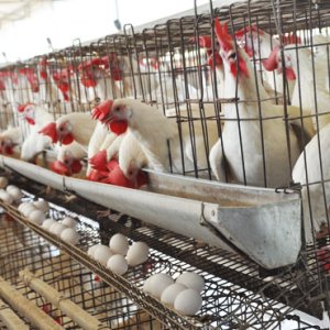 Egg wholesale price in namakkal | sriselvalakhmi feeds and farms