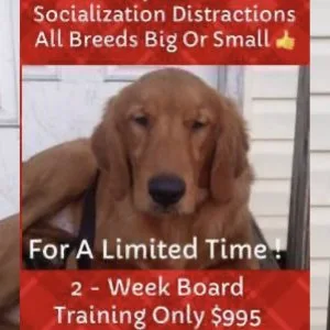 Dogs control obedience all