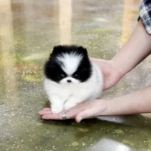 Zuckersüsse pomeranian welpen abzugeben