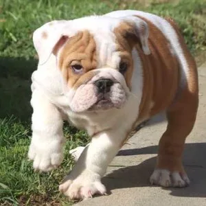 English bulldog puppies available for adoption