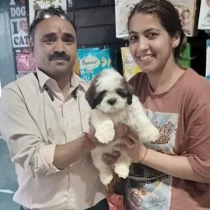Poodle puppies for sale mumbai with best price