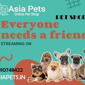 Buy purebred puppies & dogs for sale navi mumbai