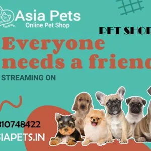 Buy purebred puppies & dogs for sale navi mumbai