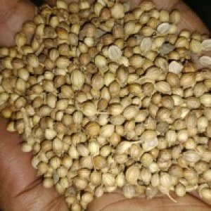 Premium coriander seed from india | indian coriander