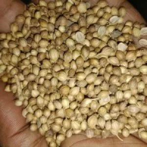 Premium coriander seed from india | indian coriander